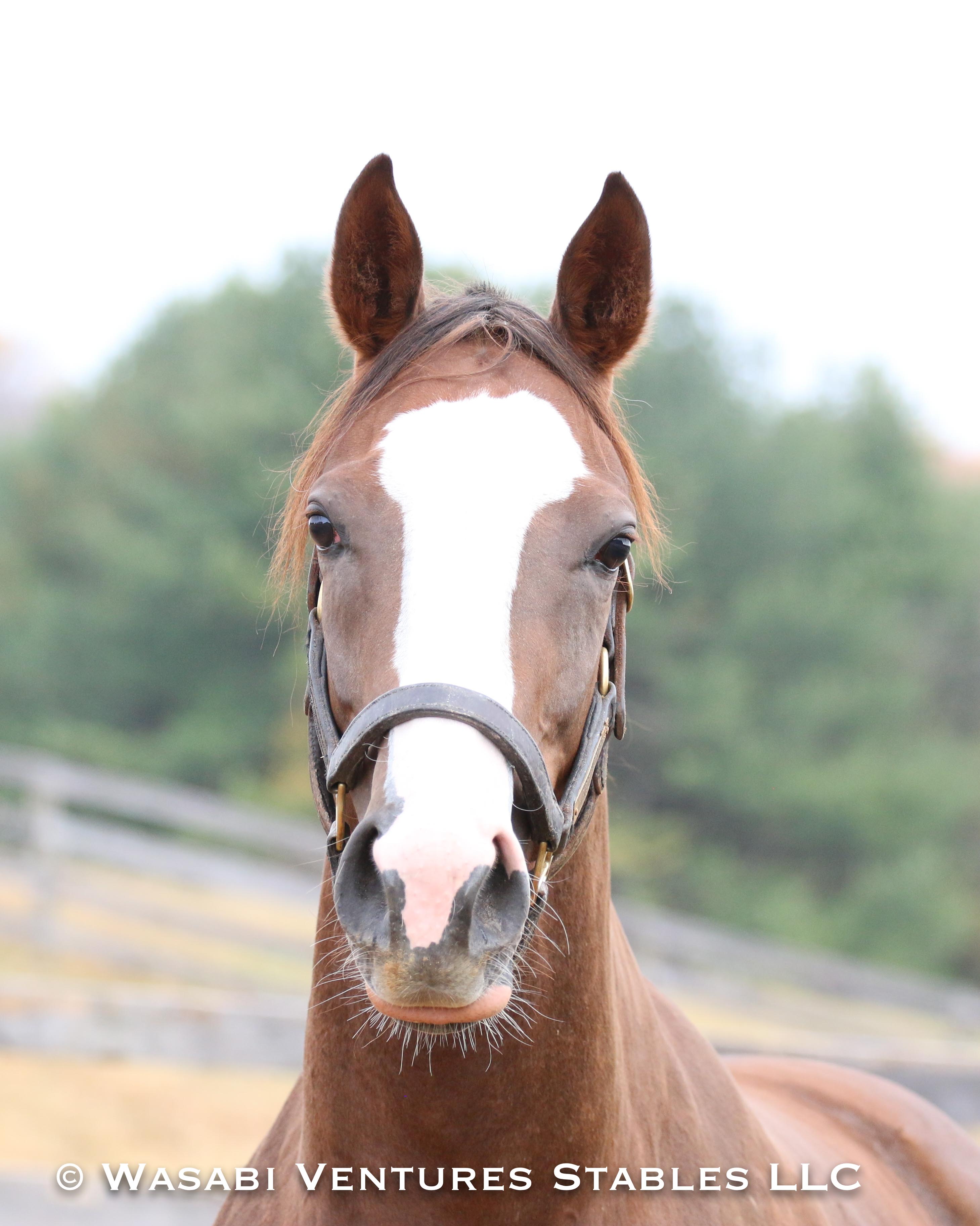 WV Stables Vibrant Spirit Broodmare